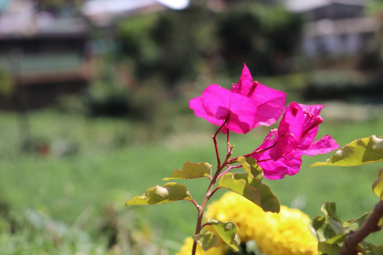 Zion White House Otel Nuwara Eliya Dış mekan fotoğraf